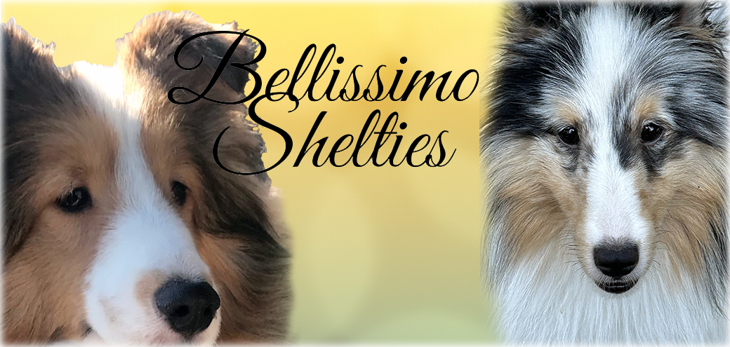 Bellissimo Shelties