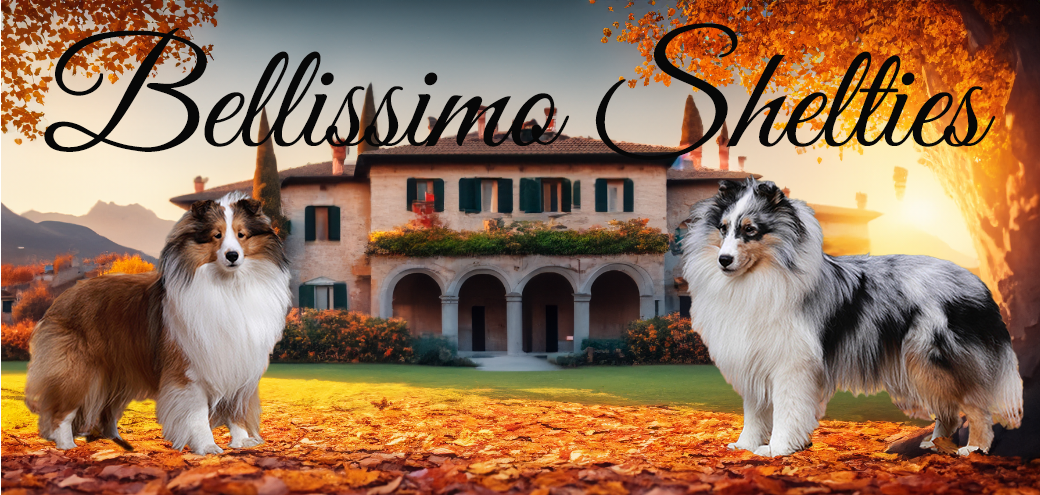 Bellissimo Shelties