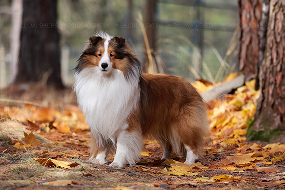Matteo – family-raised AKC Sheltie – with tender, loving, deeply devoted temperament