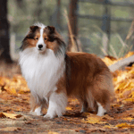 Bellissimo Shelties - Mattao