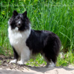 Bellisimo Shelties Bia