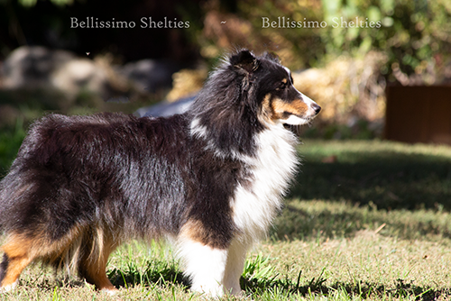 Cia – family-raised AKC Sheltie