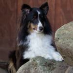 Bellissimo Sheltie - Cia
