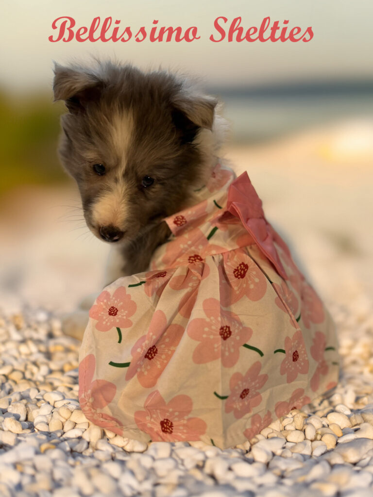 Bellissimo Shelties Puppy