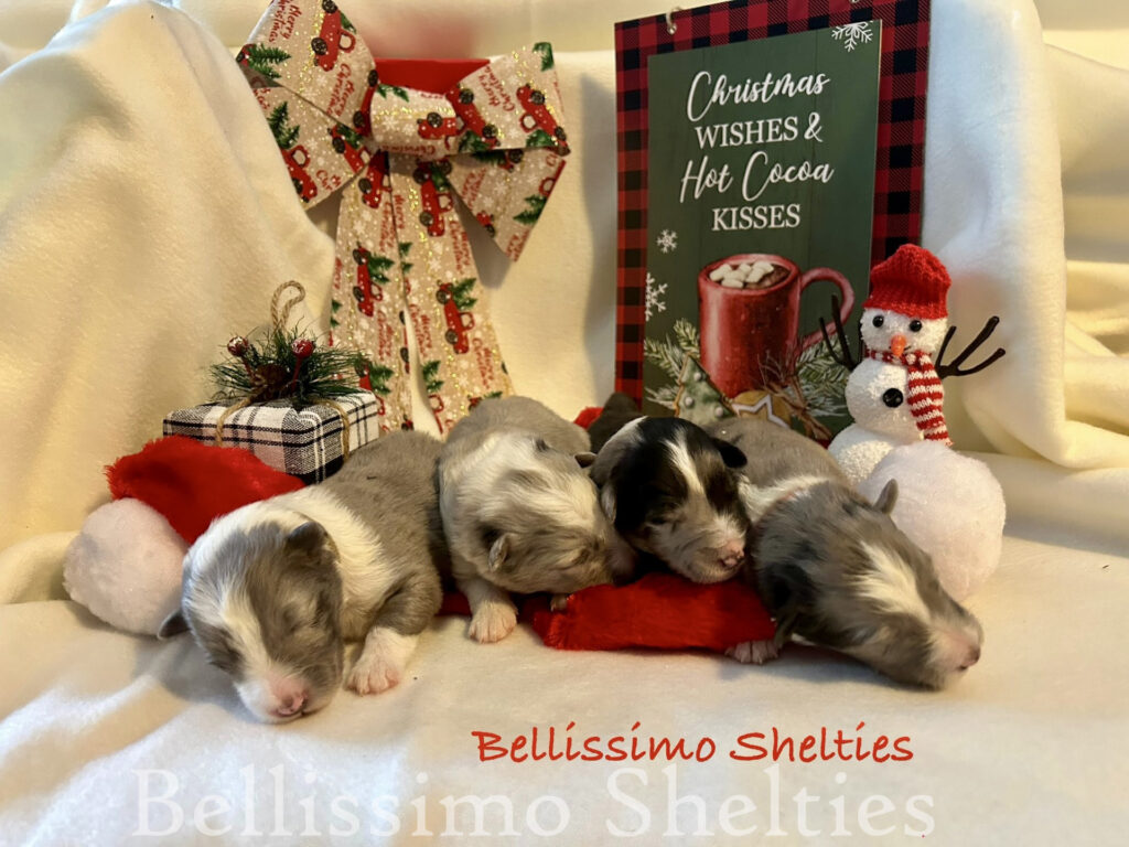 Bellissimo Sheltie Puppies