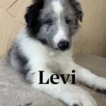 Levi
